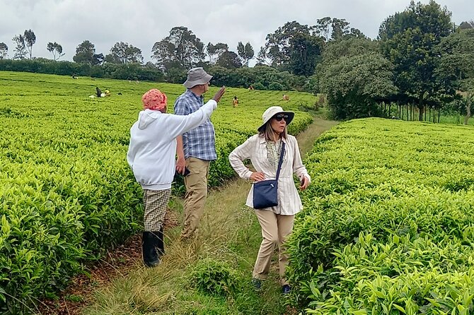 Riara tea farm tour with lunch and tea tasting from Nairobi - Tea Tasting Ceremony: Turning the Lesson Into Flavor