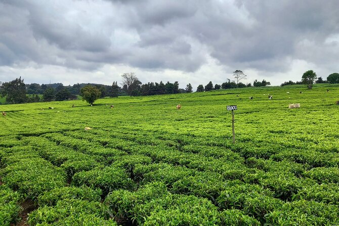 Riara tea farm tour with lunch and tea tasting from Nairobi - Guides, Drivers, and the Human Touch That Makes It Feel Authentic
