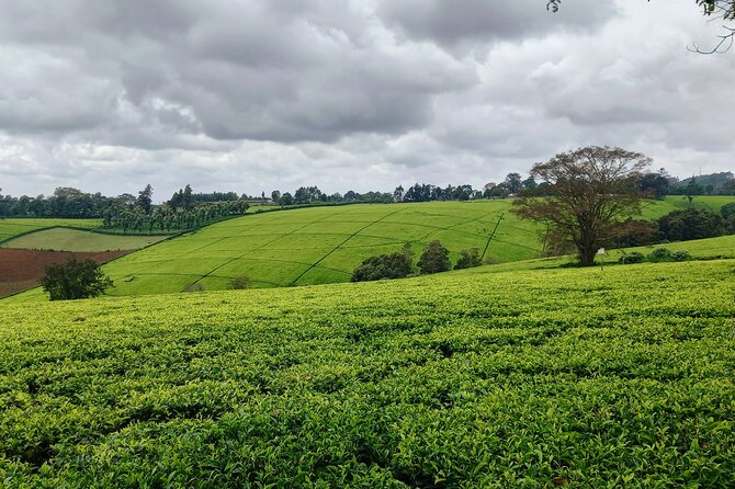 Riara tea farm tour with lunch and tea tasting from Nairobi - Who Should Book This Tour, and Who Should Think Twice