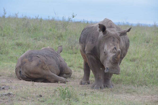 Safari In Nairobi Kenya National Park Half day Tour - Nairobi National Park is the whole trick, not a long detour