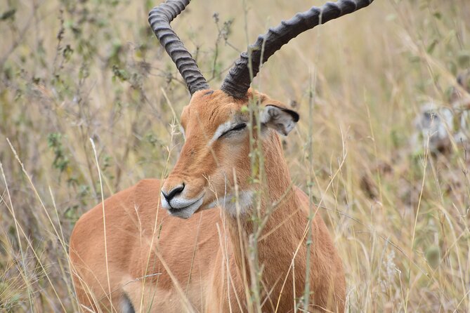Safari In Nairobi Kenya National Park Half day Tour - Your guide is the difference between driving and a real game search