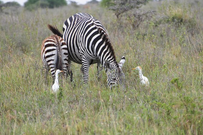 Safari In Nairobi Kenya National Park Half day Tour - Best for: short on time, love wildlife, want a city-safari combo