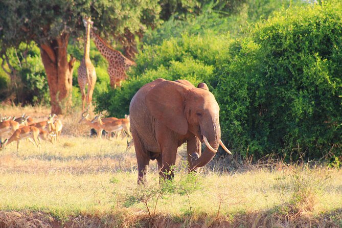 Safari in Tsavo and Amboseli for 5 Days and 4 Nights - Tsavo East starts with a long transfer to Voi