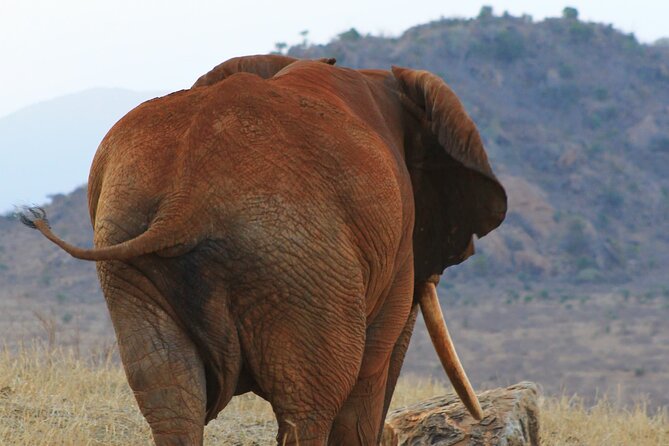 Safari in Tsavo and Amboseli for 5 Days and 4 Nights - Your last Amboseli game drive before Nairobi