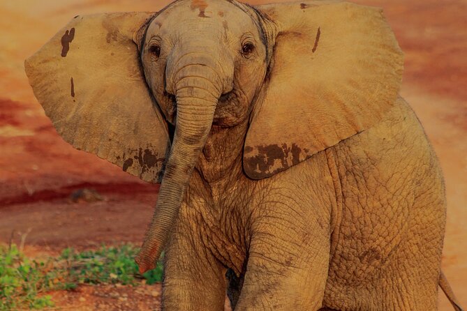 Safari in Tsavo and Amboseli for 5 Days and 4 Nights - Day 2 cross-over to Tsavo West with an early push