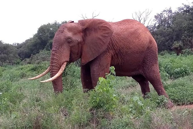 Safari Kenya with Patrick - Price and value: $418.12 for a 2-day Tsavo-plus-safari plan