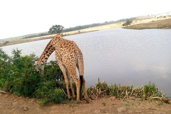 Safari Tour; Nairobi National Park - Morning Start Rules: Why 4 to 5 Hours Feels Like More