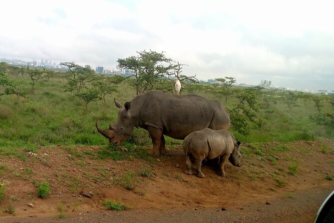 Safari Tour; Nairobi National Park - Wildlife Targets: What You Can See in Nairobi National Park