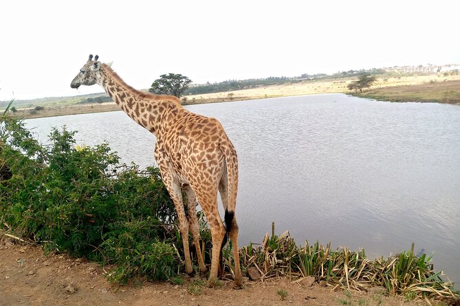 Safari Tour; Nairobi National Park - Pickup, Drop-Off, and Group Size: Why Small-Group Helps