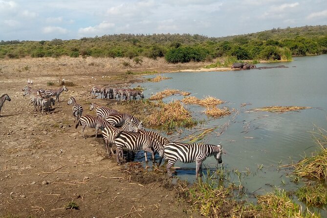 Safari Tour; Nairobi National Park - Price and Park Fees: Is $43.50 Good Value?