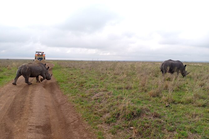 Safari Tour; Nairobi National Park - When the Animals Are Far Away: How to Make This Work