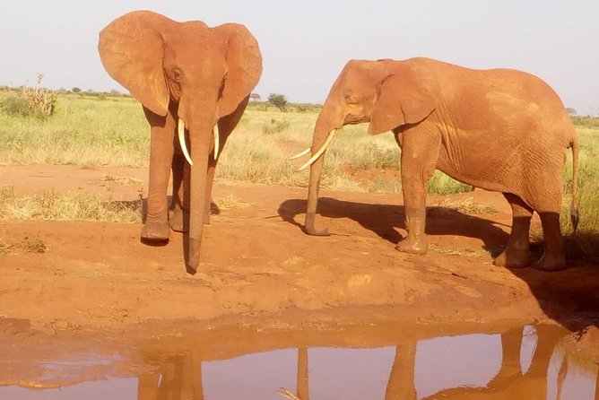 Safari-Tsavo east national park -2 days 1 night - Quick highlights to know