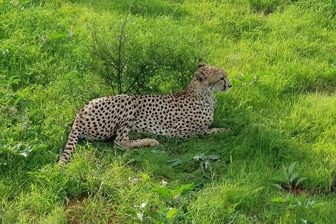 Safari-Tsavo east national park -2 days 1 night - Tsavo East from Malindi and Watamu, why this 2-day format works