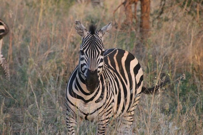 Safari-Tsavo east national park -2 days 1 night - Big cats and the big five animals you can plan around