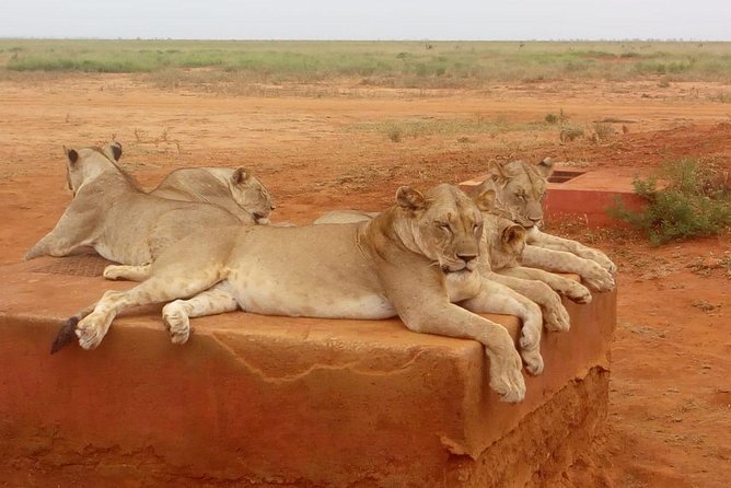 Safari-Tsavo east national park -2 days 1 night - Price and value: what $459.43 per person really covers