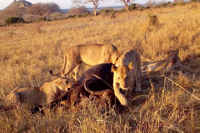 Safari-Tsavo east national park -2 days 1 night - 6:30 am pickup and the Sala Gate crocodile break