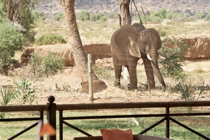 Samburu/ Aberdare/ Lake Nakuru/ Masai Mara 7 Days Safari - Lake Nakuru, Rhinos and Flamingos Plus a Scenic Stop