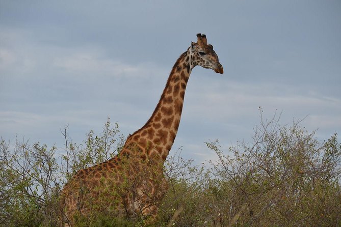 Samburu/ Aberdare/ Lake Nakuru/ Masai Mara 7 Days Safari - Samburu National Reserve, Reticulated Giraffes and River Life