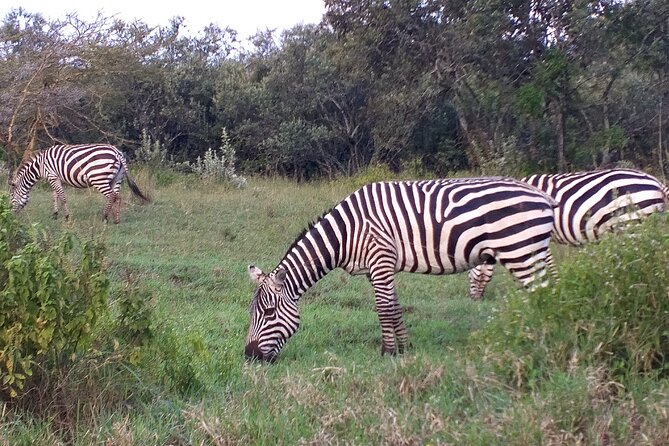 Shared Nairobi National Park Safari Tour - Nairobi National Park: A City-Adjacent Safari That Feels Instant