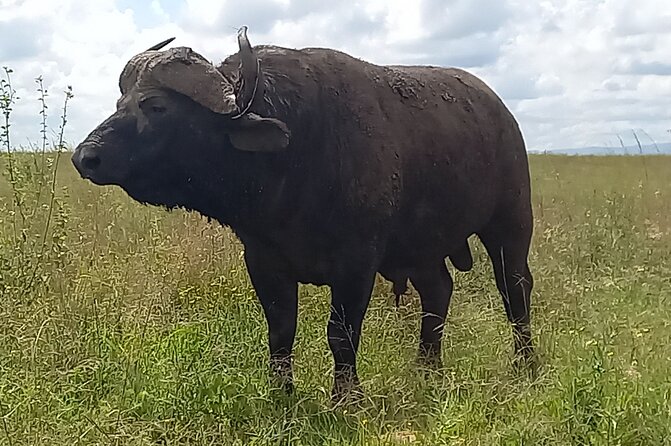Shared Nairobi National Park Safari Tour - Lions, Rhinos, and the Surreal Nairobi Backdrop