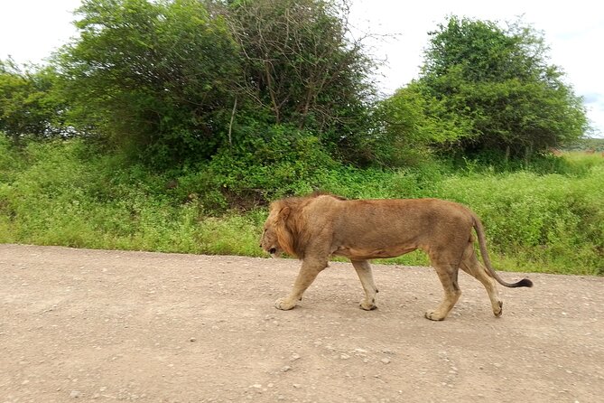 Shared Nairobi National Park Safari Tour - Best Fit: Who This Nairobi National Park Safari Works For