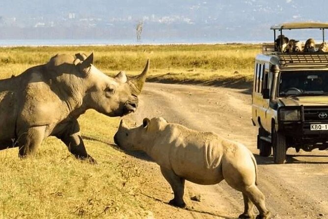Shared Nairobi National Park Safari Tour - Getting There: Pickup, Shared Comfort, and Timing
