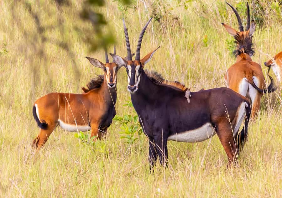 Shimba Hills Day Safari & Sheldrick Falls Hike Private Tour - Key takeaways before you go