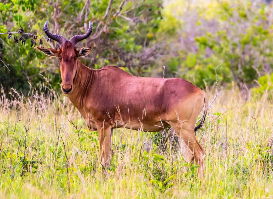 Shimba Hills Day Safari & Sheldrick Falls Hike Private Tour - Who this private tour fits best, and who should rethink it