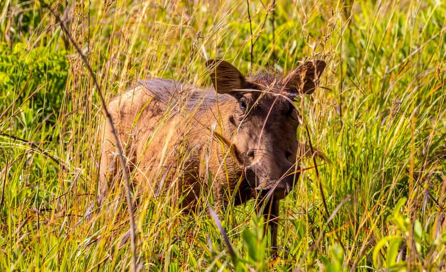 Shimba Hills Day Safari & Sheldrick Falls Hike Private Tour - Price and value: is $270 per person a fair trade?