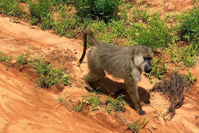 Shimba Hills Excursion - Why this forest clearing feels special from Diani