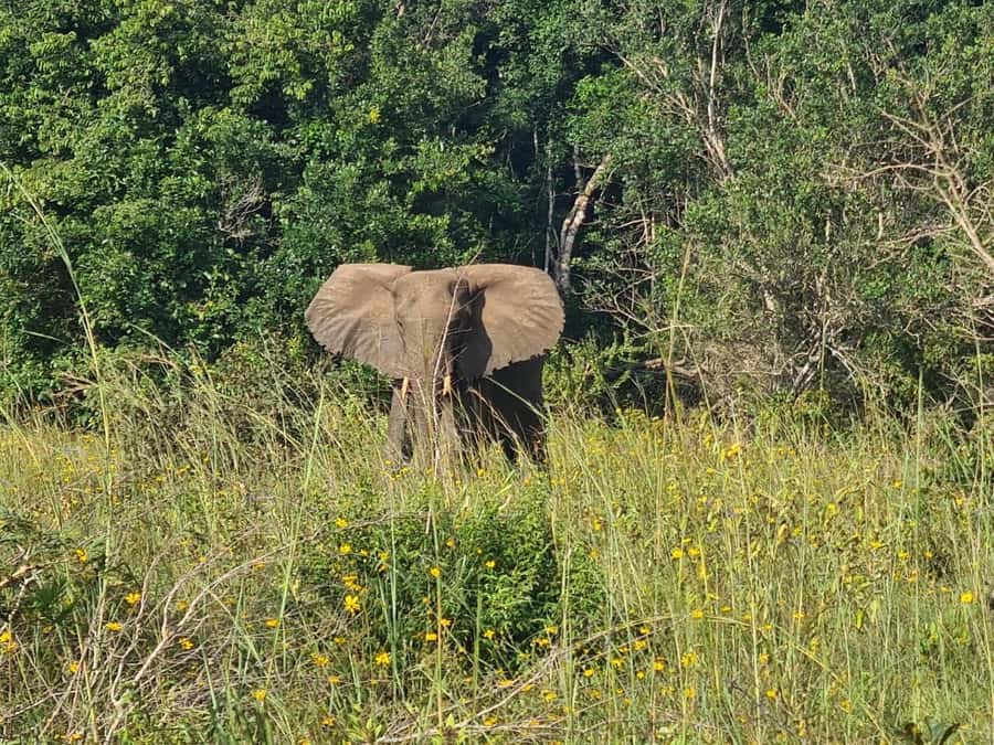 Shimba Hills: Game Drive, Waterfall Hike, and Lunch - The 4-hour game drive, where your time on wheels really matters