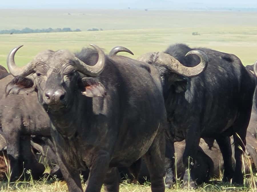 Shimba hills tropical rain forest day trip - Price and value: what $214 buys you here