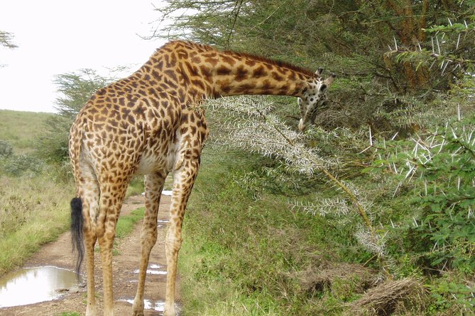 Small Group Budget Tour to Hells Gate National Park and Lake Naivasha Boat Ride - Inside the gorges around 11:00 am: what you should expect to feel