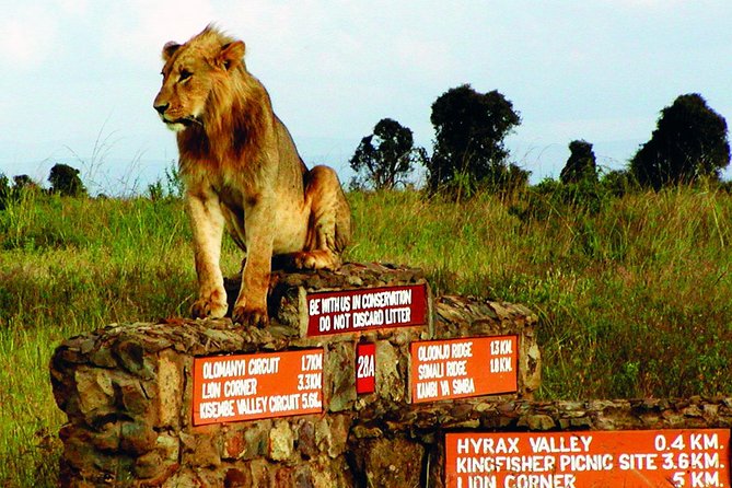 Small group tour to Nairobi park baby and optional Baby Elephants - The small group format and who it fits best