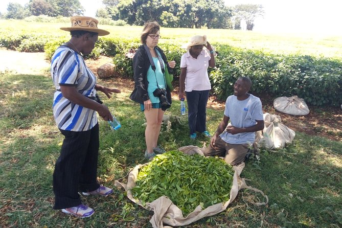 Tea Farm Experience at Riara Tea Farm And Factory Tour - Key highlights you should care about