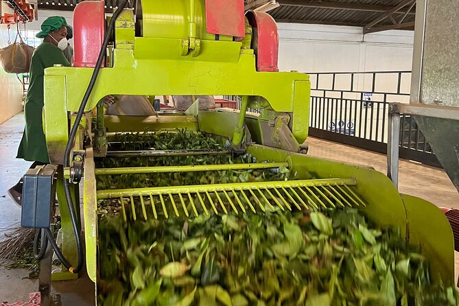 Tea Farm Experience at Riara Tea Farm And Factory Tour - Passing Limuru Town before the farm work begins