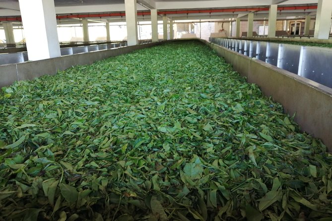 Tea Farm Experience at Riara Tea Farm And Factory Tour - Riara Tea Farm: plantation tour with tea tasting and lunch