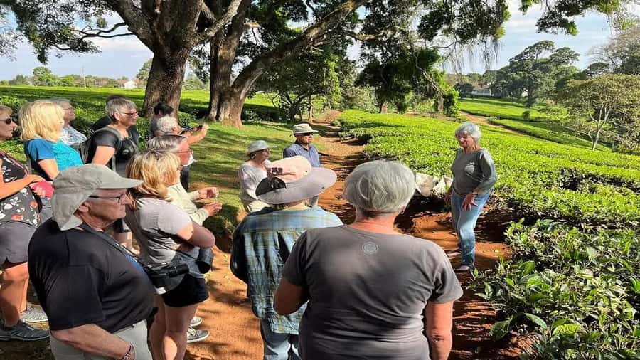 Tea Farm Tour From Nairobi (Kiambethu). - Key highlights at Kiambethu (what makes it worth your time)