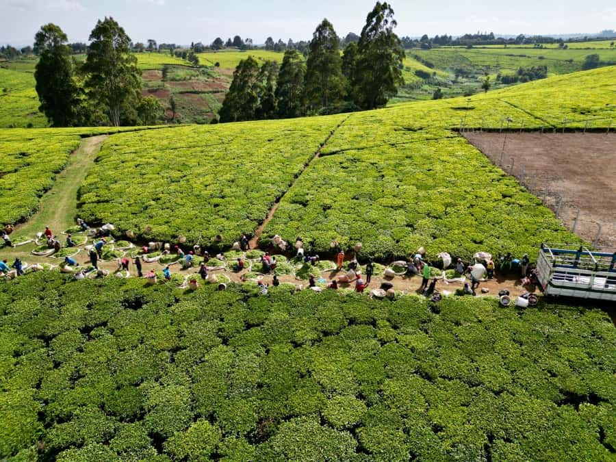 Tea Farm Tour From Nairobi (Kiambethu). - Who should book this tea farm day tour, and who might not love it
