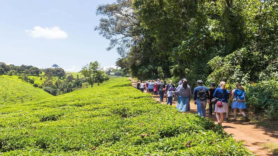 Tea Farm Tour From Nairobi (Kiambethu). - Tea tasting and tea pack shopping: plan how you will spend