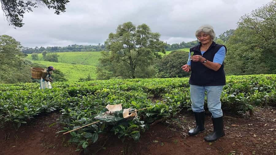 Tea Farm Tour From Nairobi (Kiambethu). - Price and value: $50 plus the Kiambethu entry fee