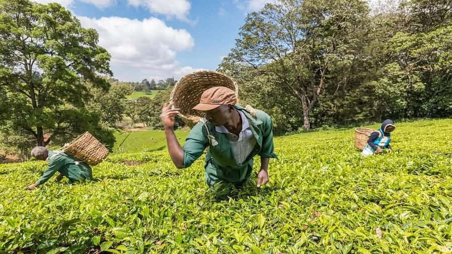 Tea Farm Tour From Nairobi (Kiambethu). - Arriving at Kiambethu: a farm start with tea, coffee, and questions