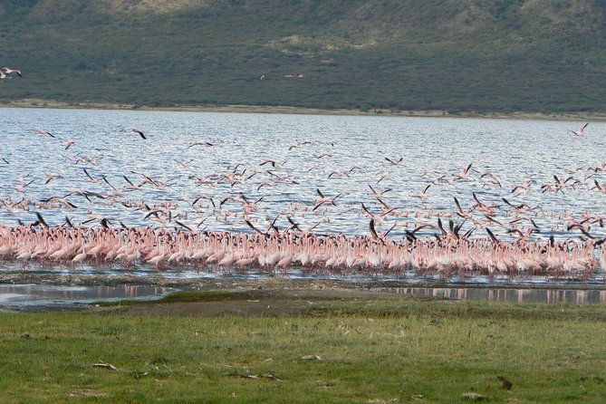 The Great Rift Valley Tour - L Bogoria, L Nakuru, L Naivasha and Hellsgate NP - Mt Longonot Hike Finish: Big Views After the Wildlife