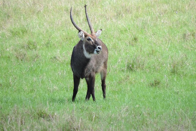 Thrilling 6 Days Amboseli-Lake Nakuru-Maasai Mara Budget Safari - A Three-Park Route From Nairobi: Amboseli, Nakuru, and the Maasai Mara