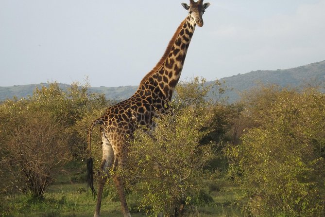 Thrilling 6 Days Amboseli-Lake Nakuru-Maasai Mara Budget Safari - Day 2 in Amboseli: Kilimanjaro Views and Five Habitat Types