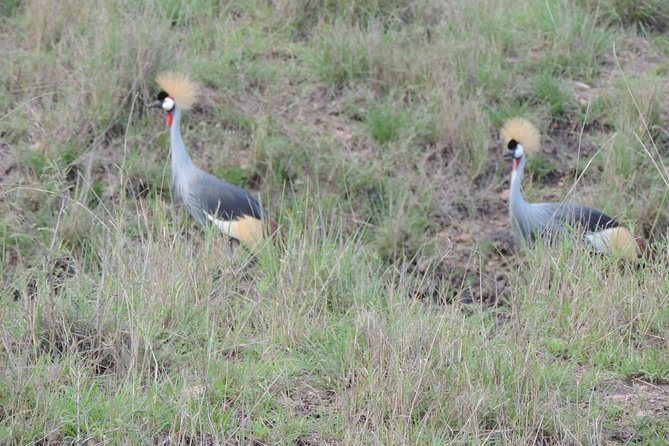 Thrilling 6 Days Amboseli-Lake Nakuru-Maasai Mara Budget Safari - Day 3 at Lake Nakuru: Rhinos, Flamingos, and a Tight Afternoon Window