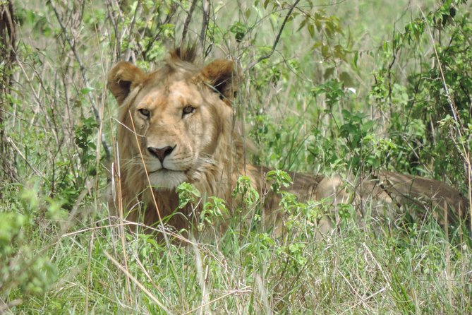 Thrilling 6 Days Amboseli-Lake Nakuru-Maasai Mara Budget Safari - Days 4 and 5 in Maasai Mara: The Mara River, Big Cats, and the Long Drive Day