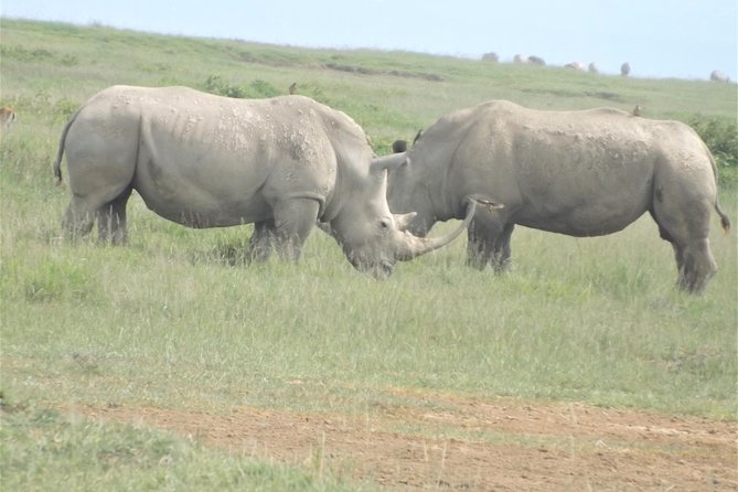Thrilling 6 Days Amboseli-Lake Nakuru-Maasai Mara Budget Safari - Where You Sleep: Hard-Structure “Tents,” Solid Foundations, and Birdsong