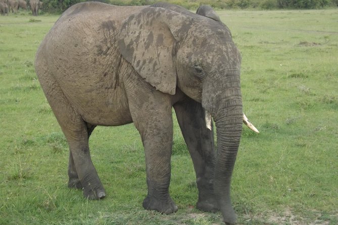 Thrilling 6 Days Amboseli-Lake Nakuru-Maasai Mara Budget Safari - Getting Around, Timing, and Practical Tips for a Budget Group Safari