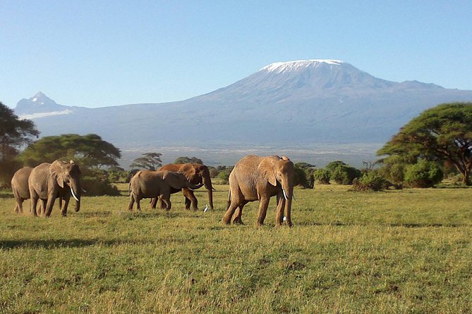 Thrilling 6 Days Amboseli-Lake Nakuru-Maasai Mara Budget Safari - Day 1 in Amboseli: Elephants, Observation Hill, and Big Bird Time